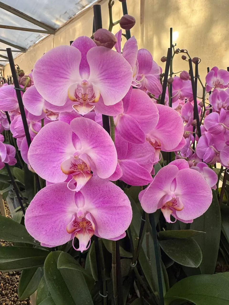 Orquídea Infinite dreams