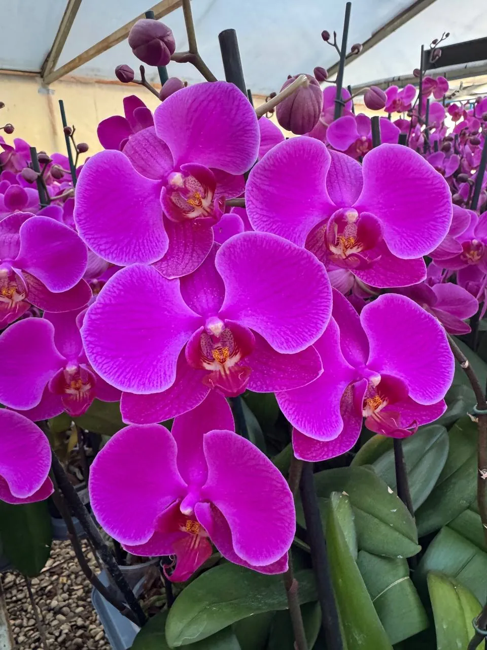 Orquídea Lusaka