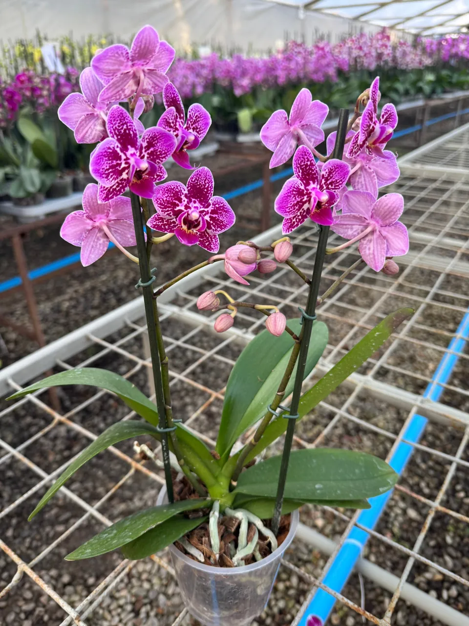 Orquídea Monterrey (Multiflora)