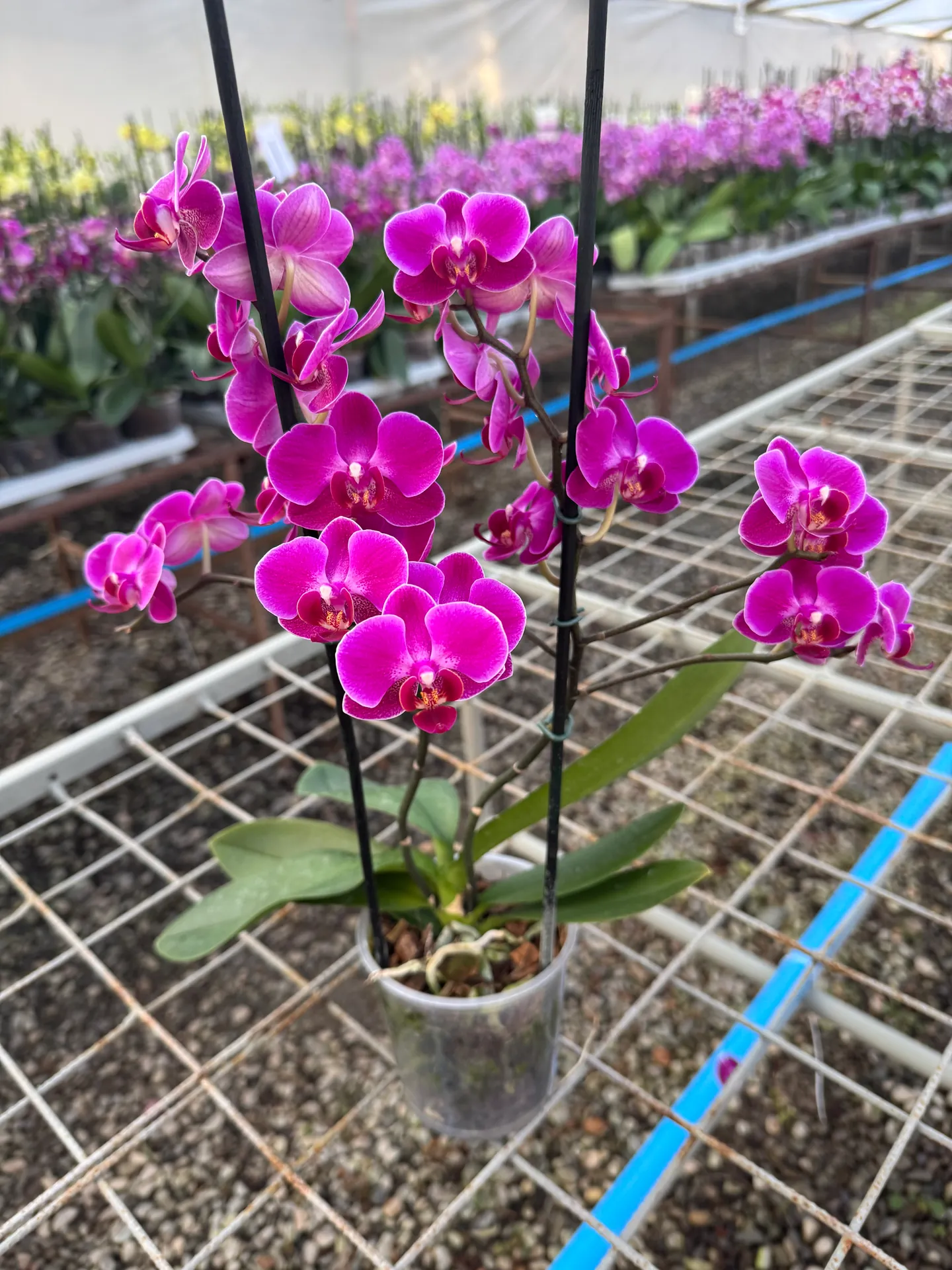 Orquídea Morelia (Multiflora)