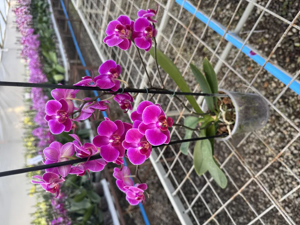 Orquídea Morelia (Multiflora)