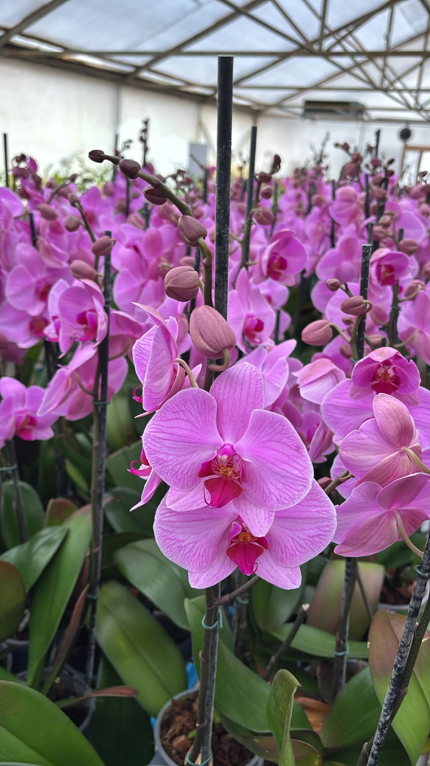 Orquídea Orlando