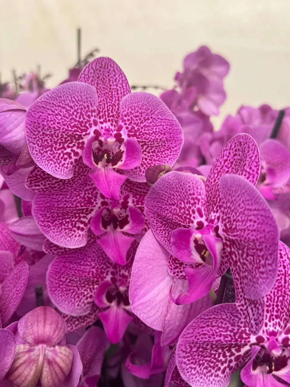Orquídea Pink Leopard