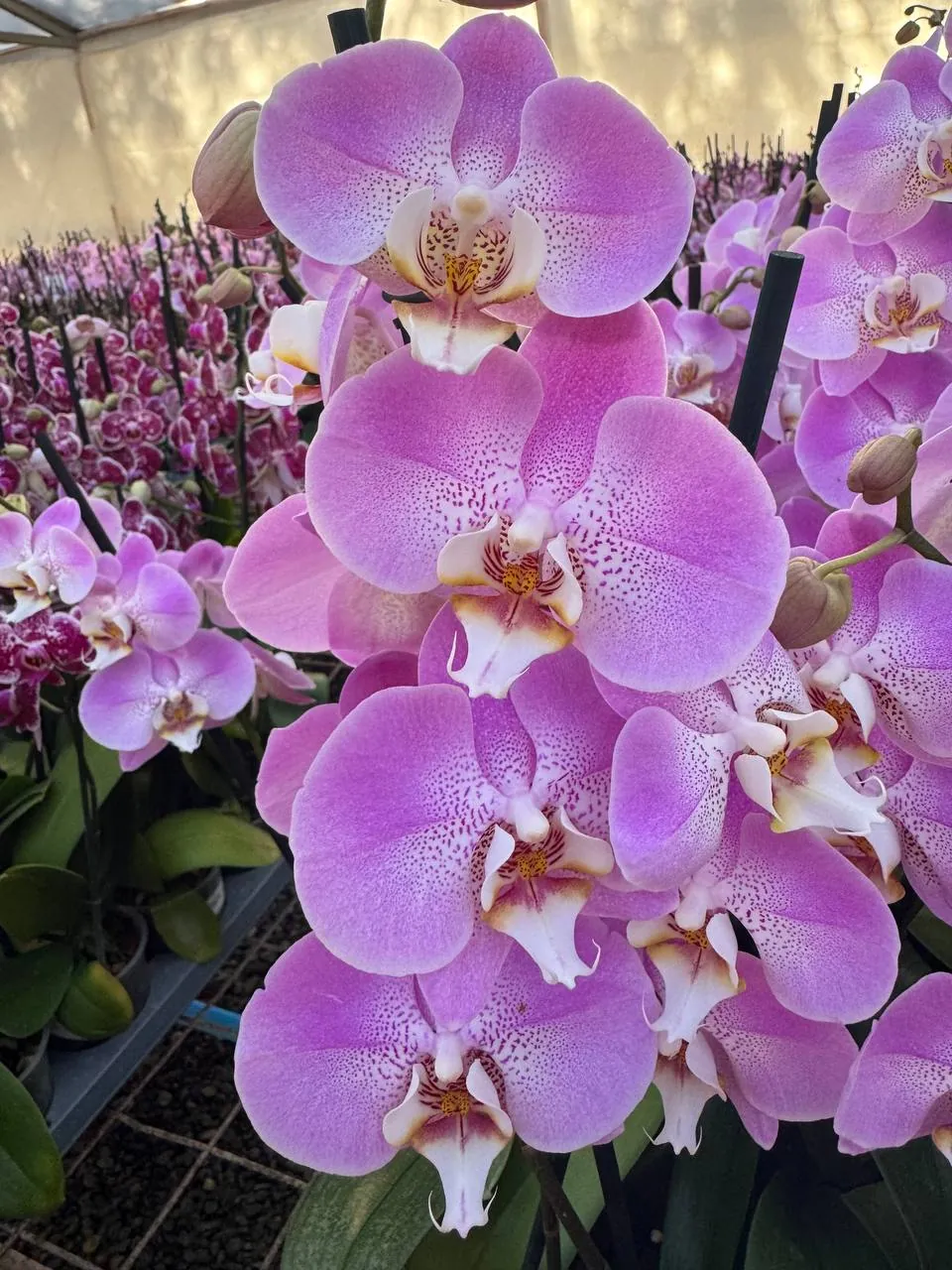 Orquídea S13942