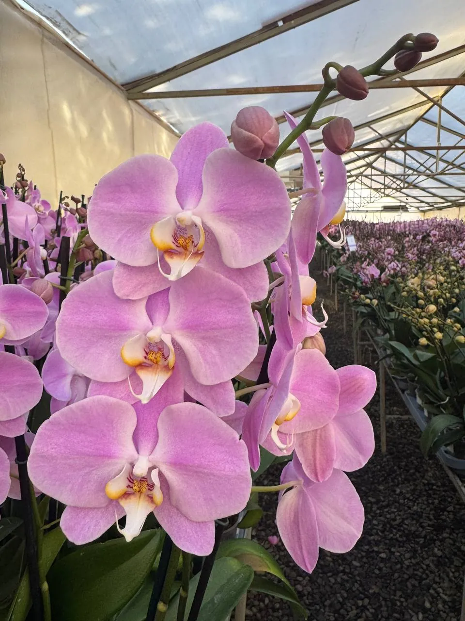 Orquídea S14356
