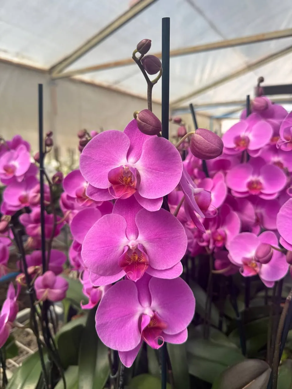 Orquídea Tigris