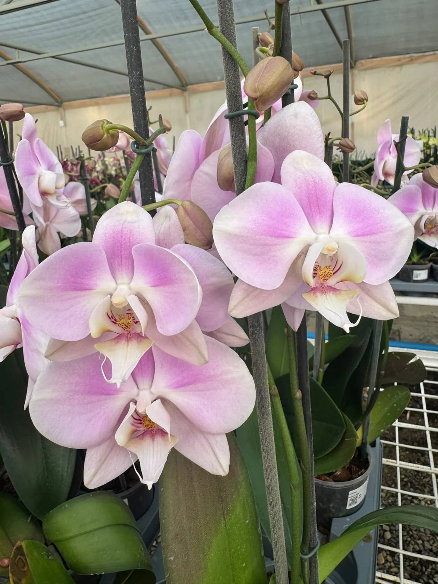 Orquídea Sendai