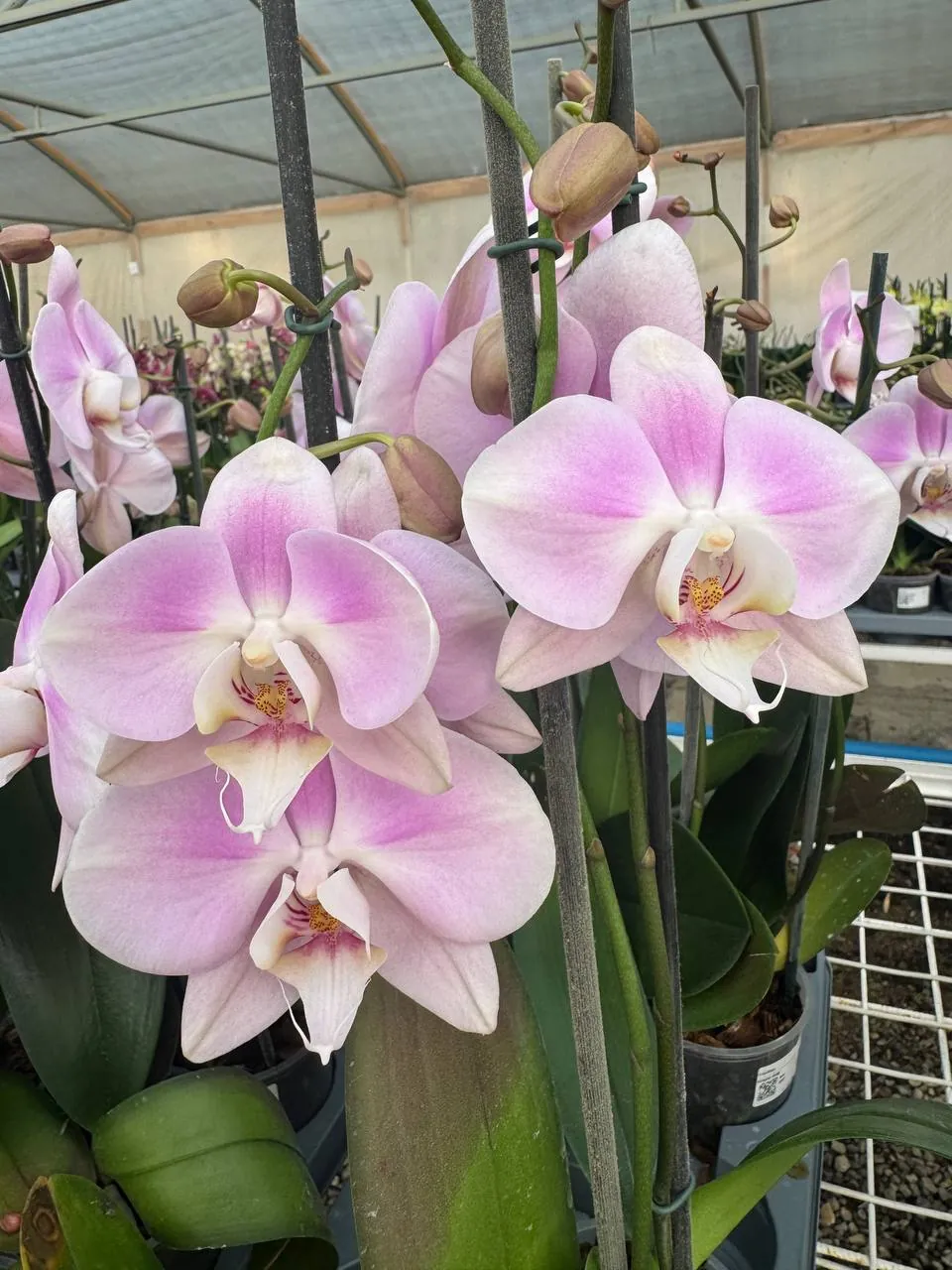 Orquídea Sendai