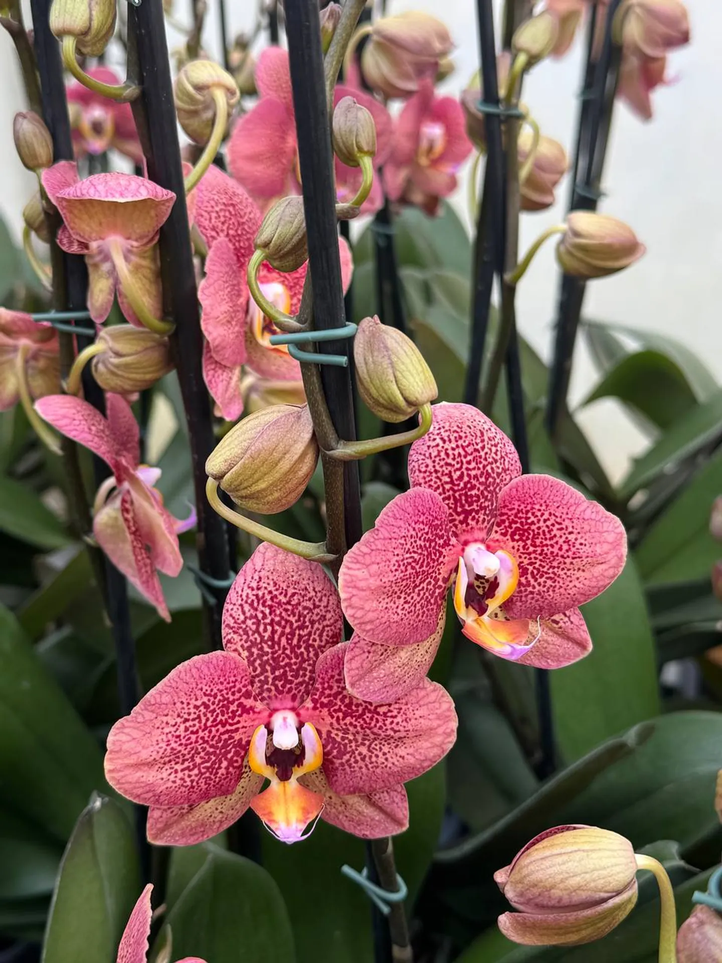 Orquídea Toulon