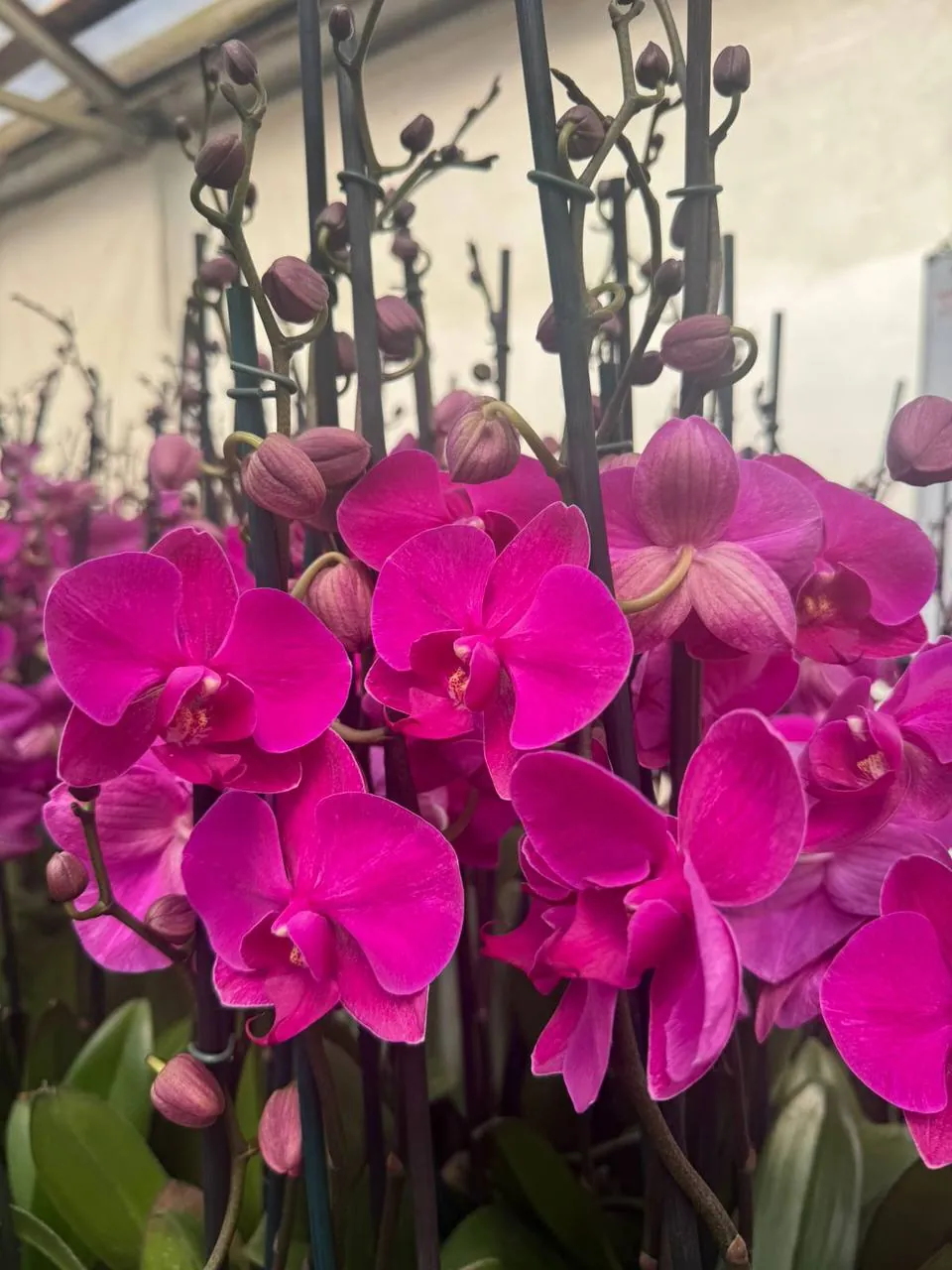 Orquídea 108810