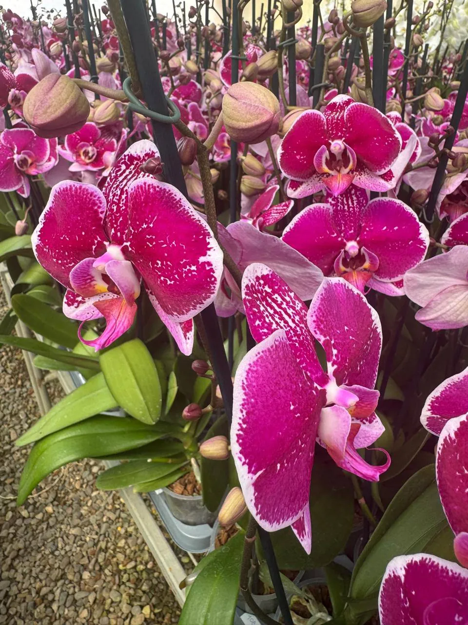 Orquídea 108124