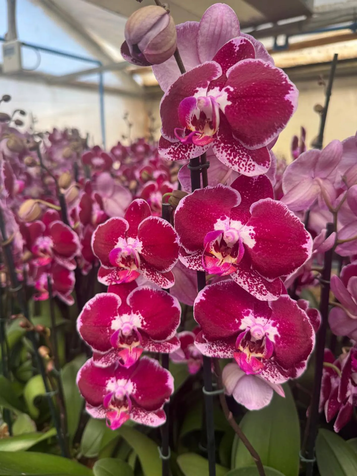 Orquídea Angers