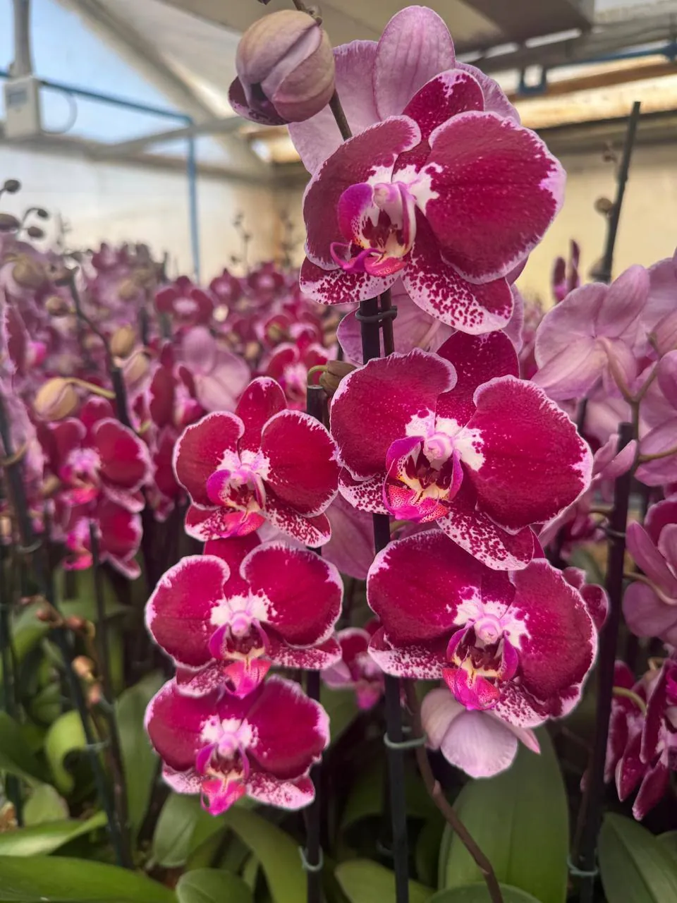 Orquídea Angers