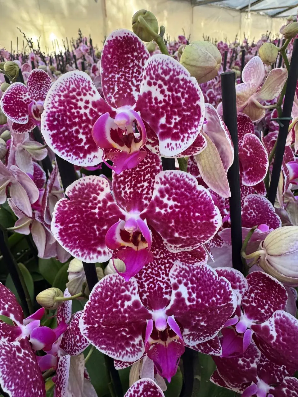 Orquídea Eduction