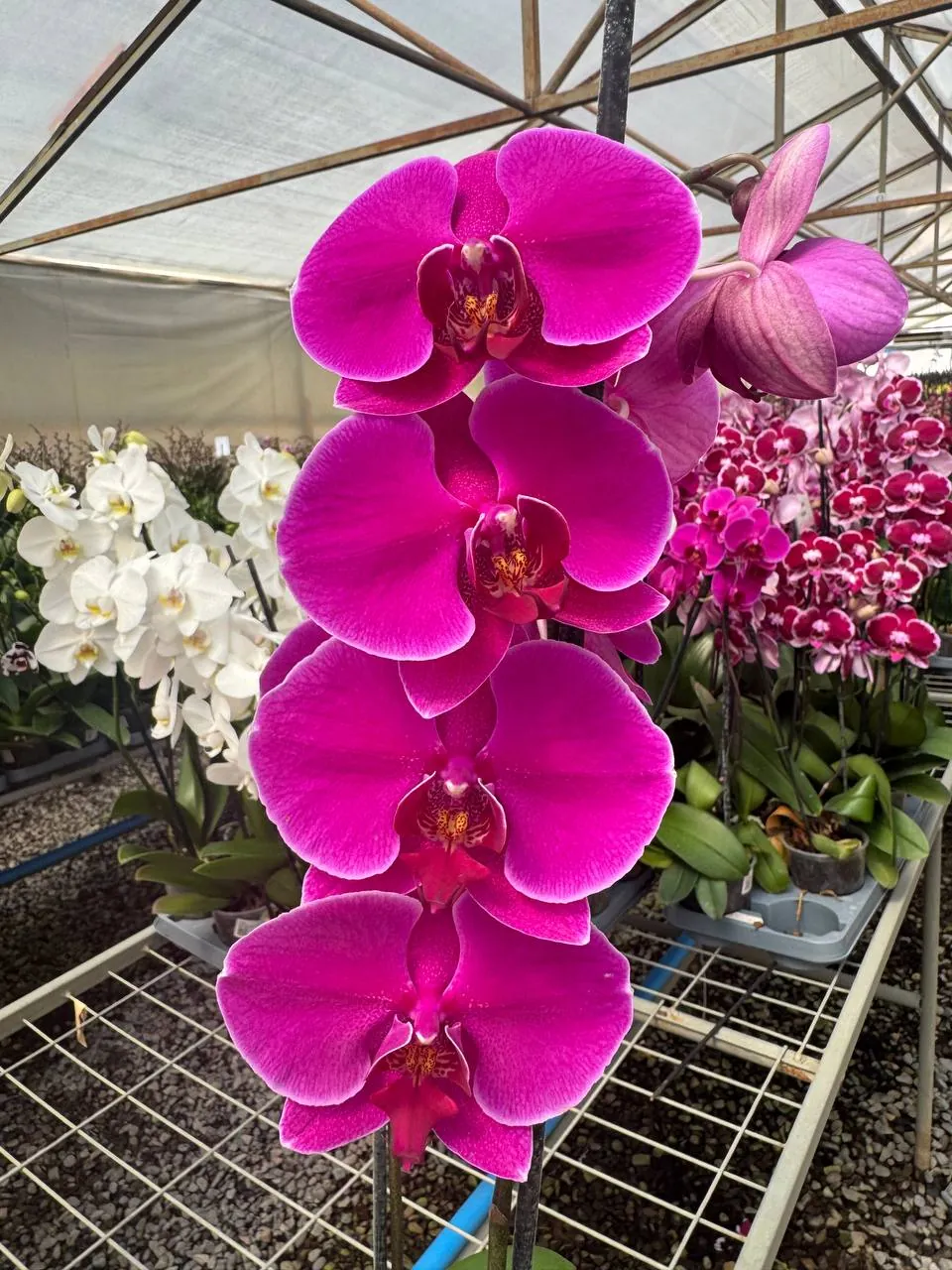 Orquídea Queenstown