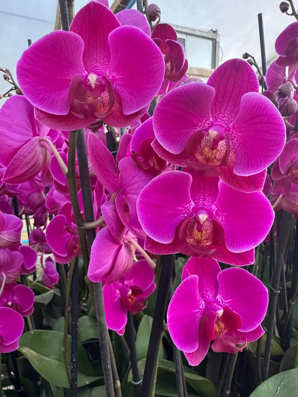 Orquídea Stellenbosch