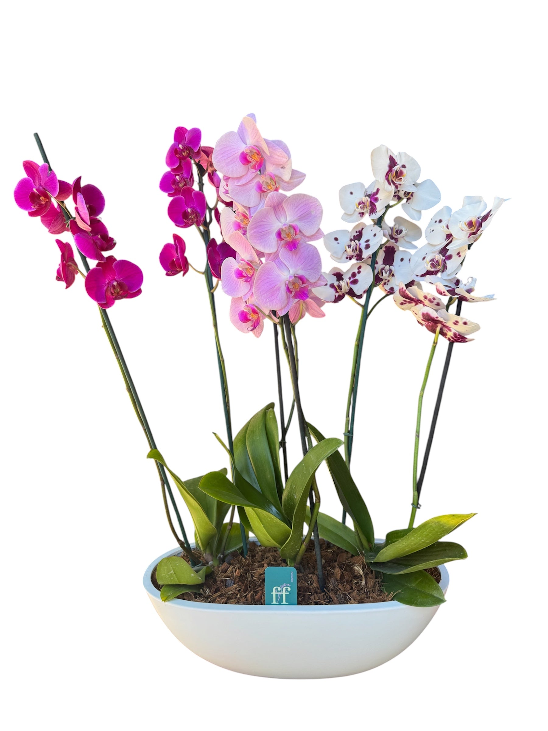 Crea tu arreglo de orquídeas online