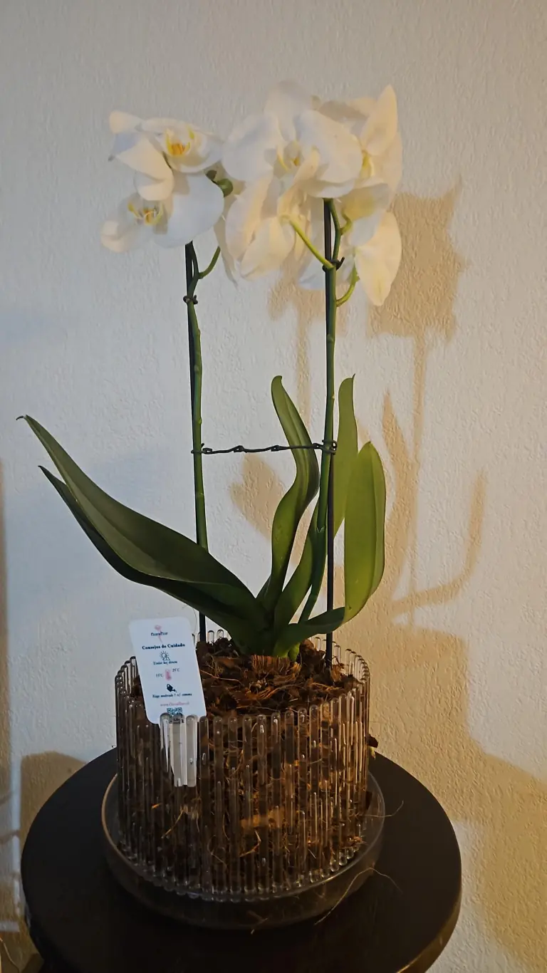 Orquídea recibida por Paola Pérez Zamora