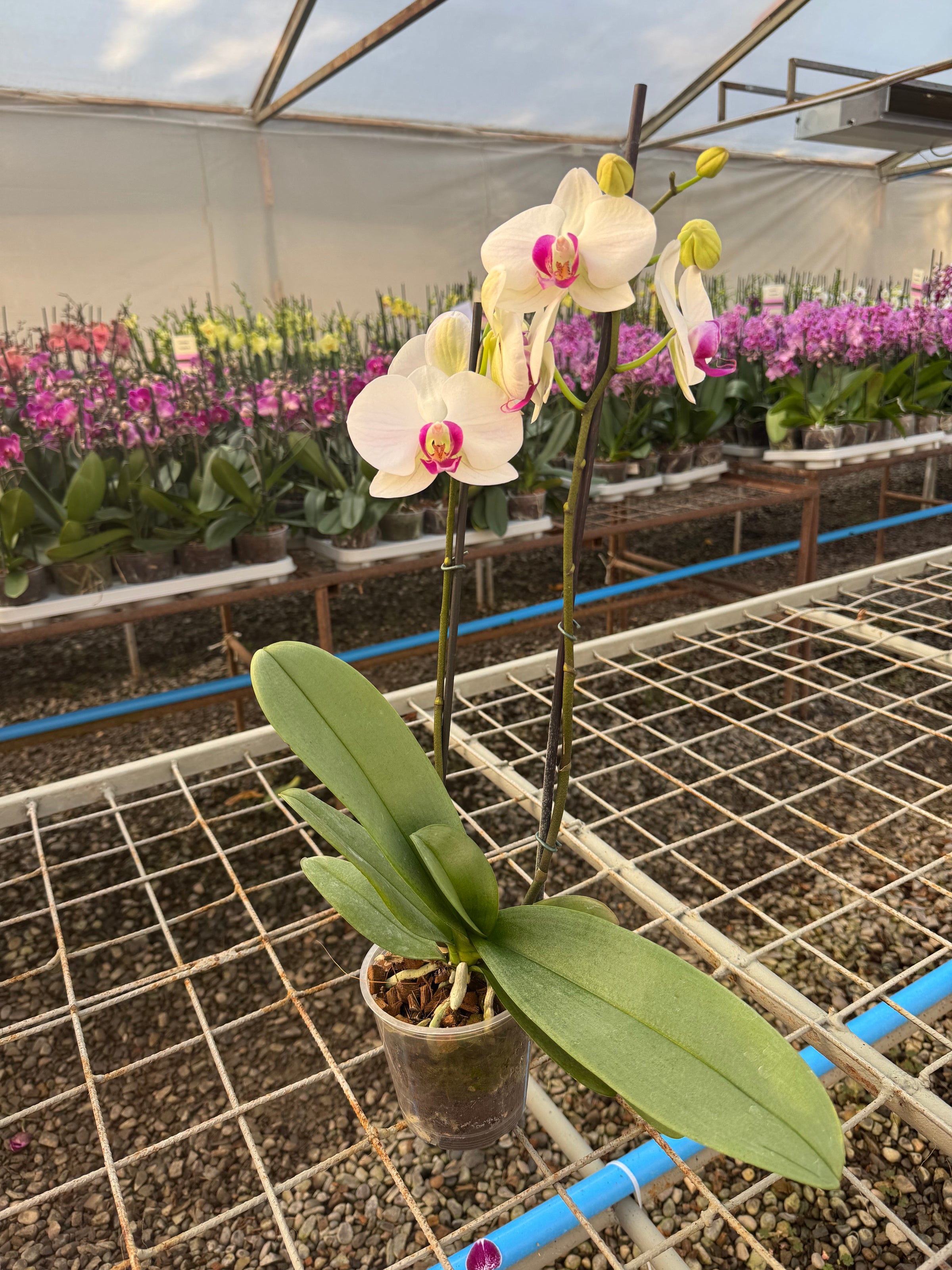 Club Orquídea Mini - Suscripción Anual
