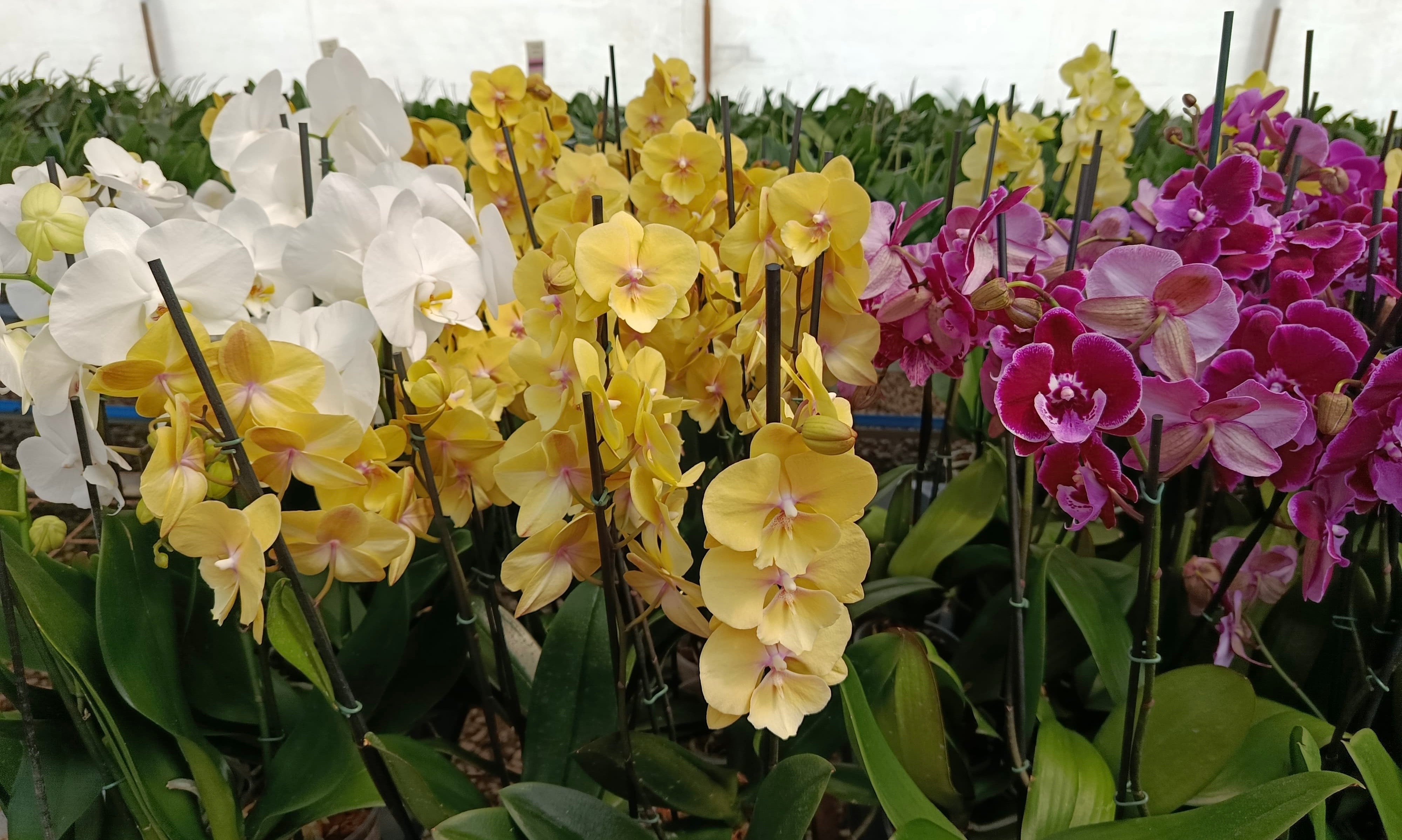 Club Orquídea Premium - Suscripción Anual